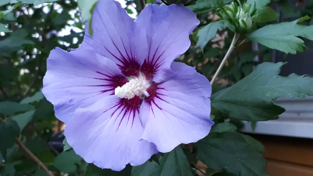 Andachtsbild von Simone