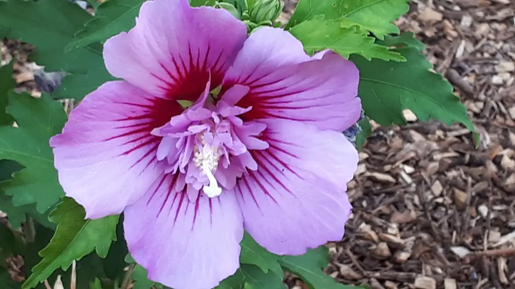 Andachtsbild von Simone