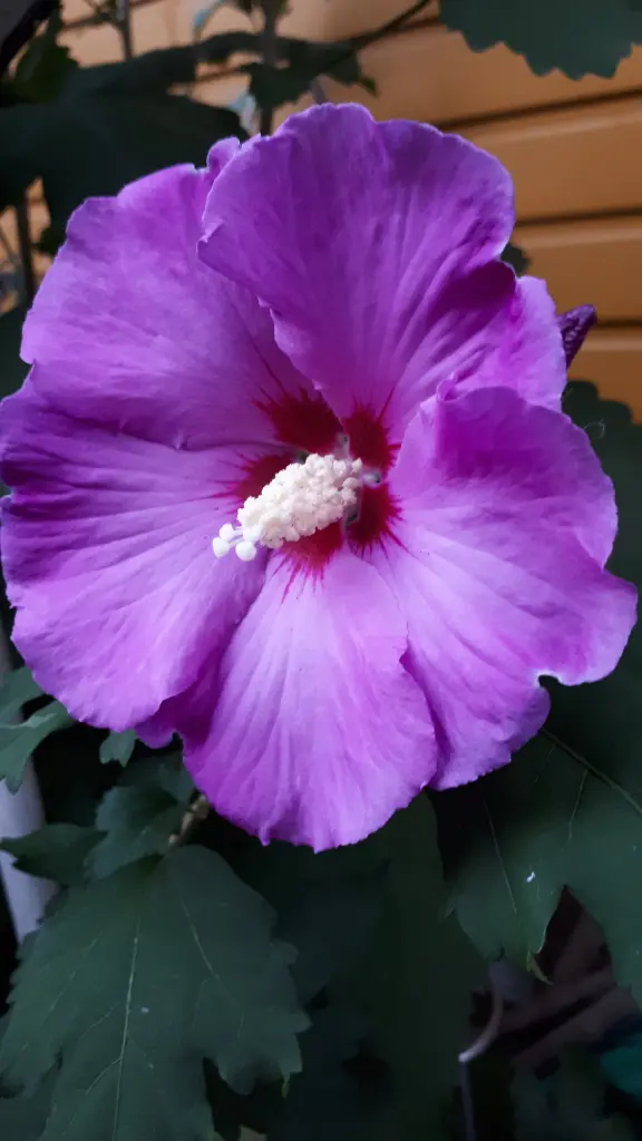 Andachtsbild von Simone