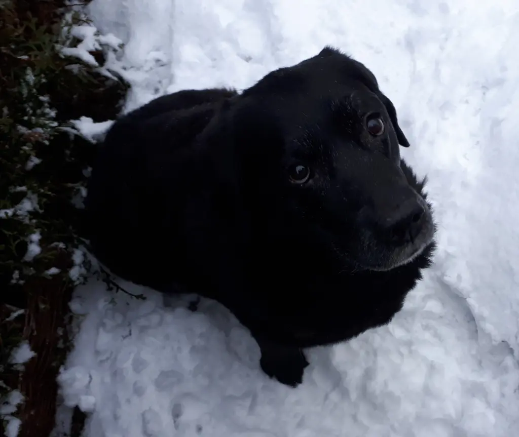 Andachtsbild von Simone