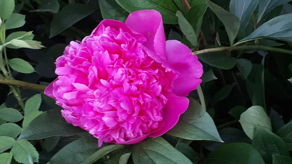 Andachtsbild von Simone