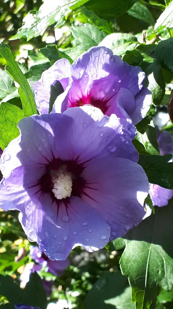 Andachtsbild von Simone