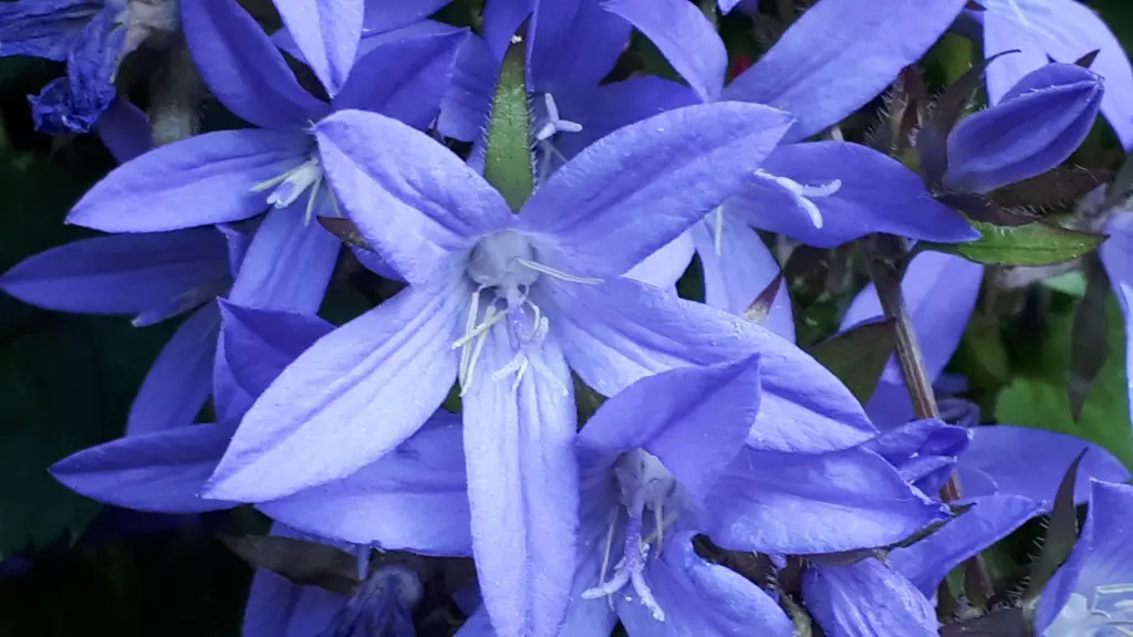 Andachtsbild von Simone