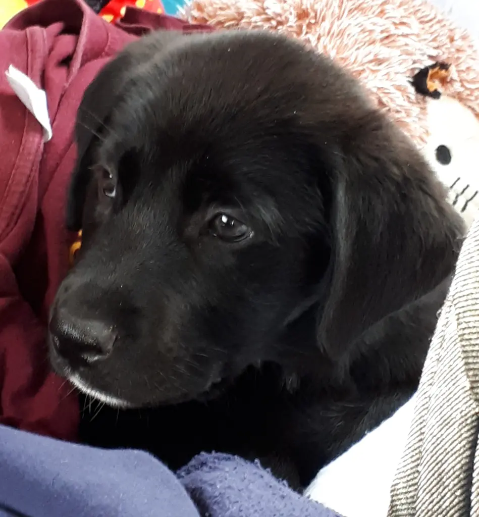 Andachtsbild von Simone