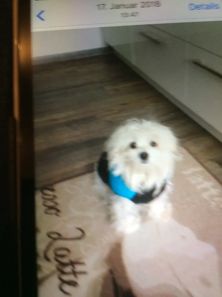 Condolence image of Brigitta