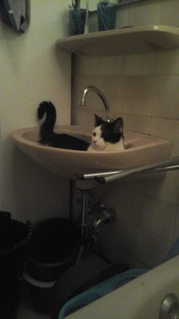 Image from Pumba