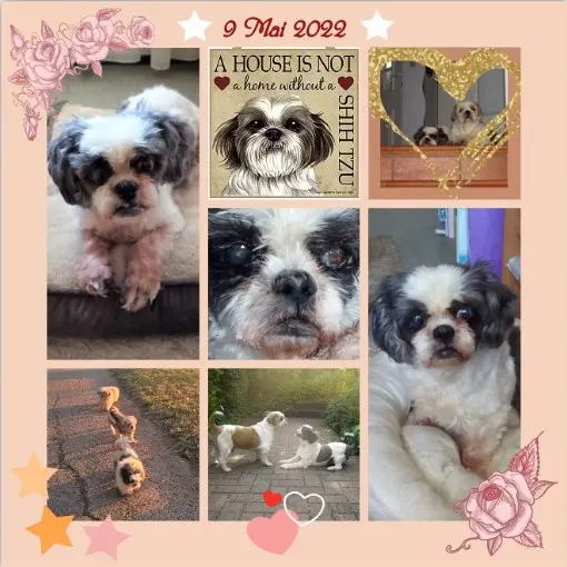 Andachtsbild von Marika mit Missy, Hippo & Balou im Herzen