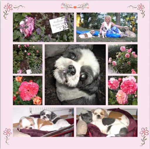 Andachtsbild von Marika mit Missy, Hippo & Balou im Herzen