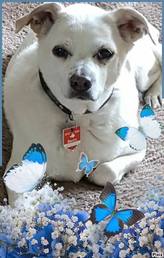 Andachtsbild von Timmys Mutti Tanja an Sternenprinzessin Cassy