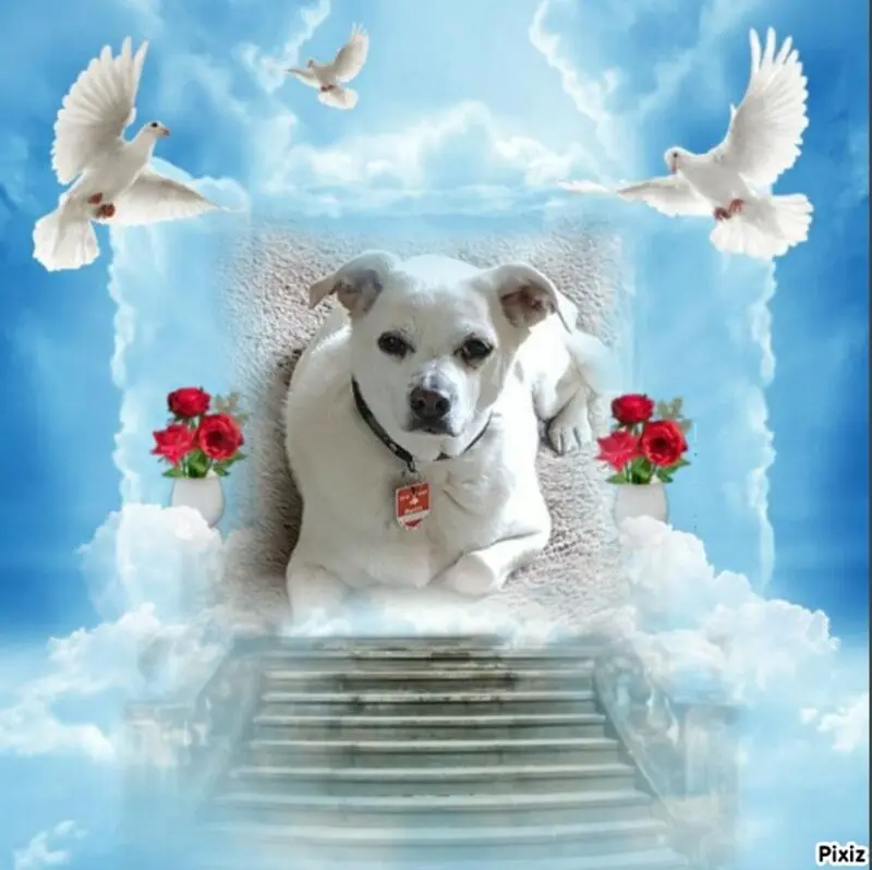 Andachtsbild von Frauchen und Herrchen in Liebe