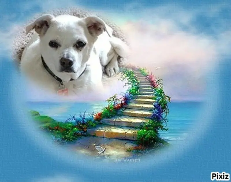 Andachtsbild von Frauchen und Herrchen in Liebe