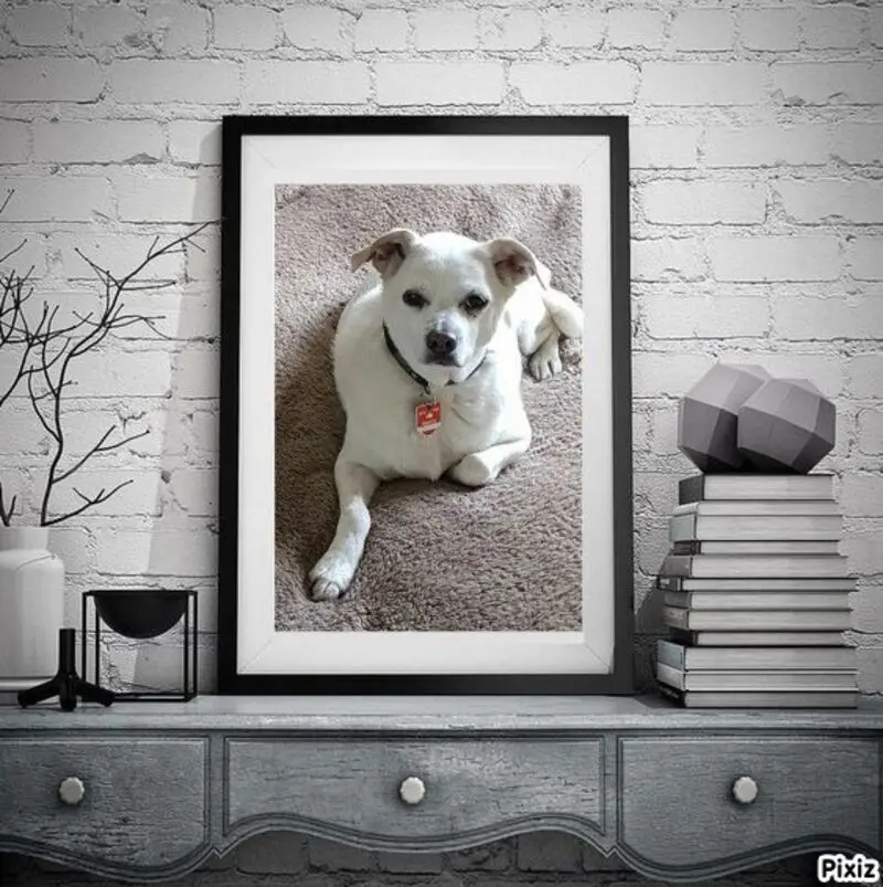 Andachtsbild von Frauchen in Liebe