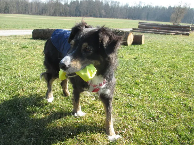 Andachtsbild von Renate mit Artax"Bubele" tief im Herzen