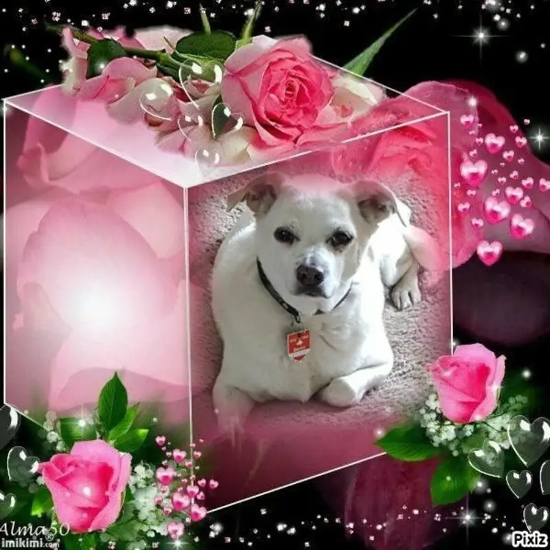 Andachtsbild von Frauchen und Herrchen in Liebe