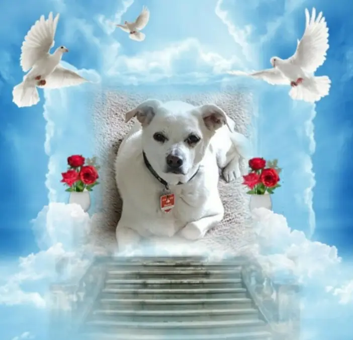 Andachtsbild von Frauchen und Herrchen in Liebe