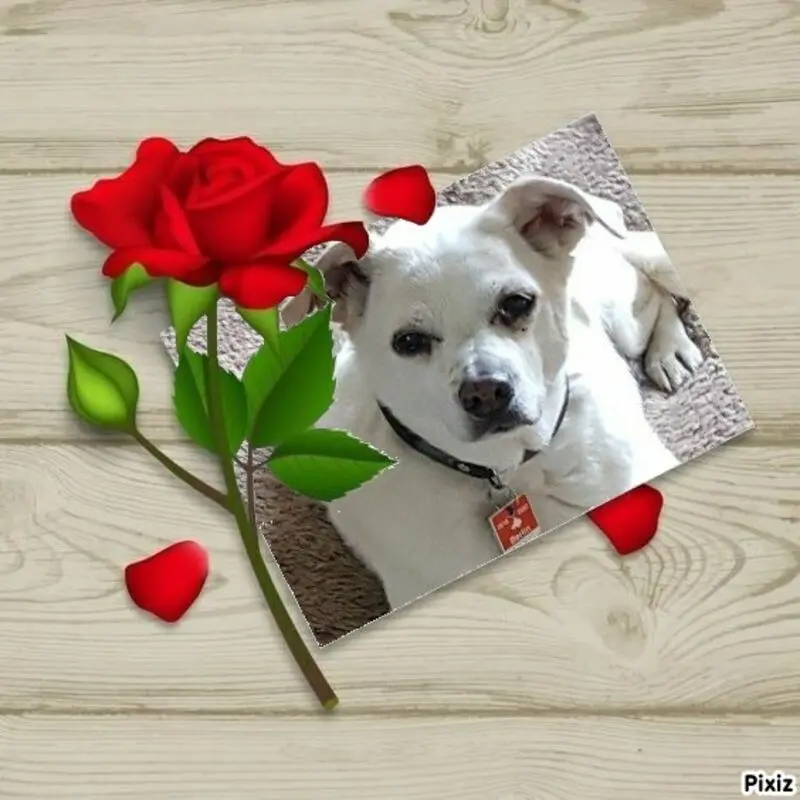 Andachtsbild von Frauchen und Herrchen in Liebe