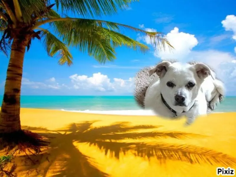 Andachtsbild von Frauchen und Herrchen in Liebe