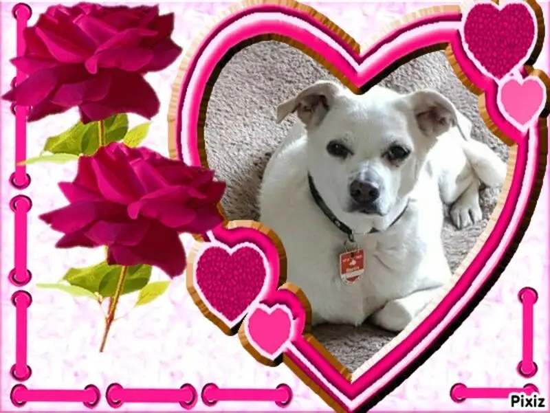 Andachtsbild von Frauchen und Herrchen in Liebe