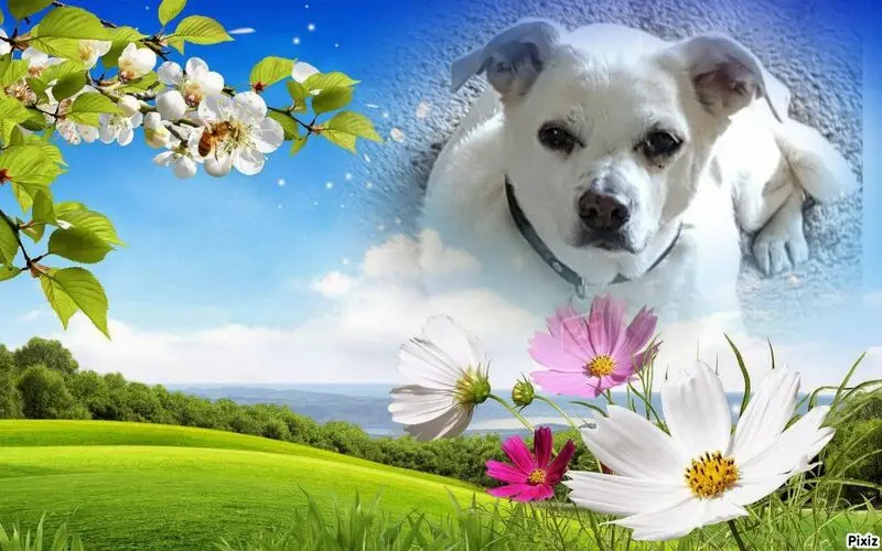 Andachtsbild von Frauchen und Herrchen in Liebe
