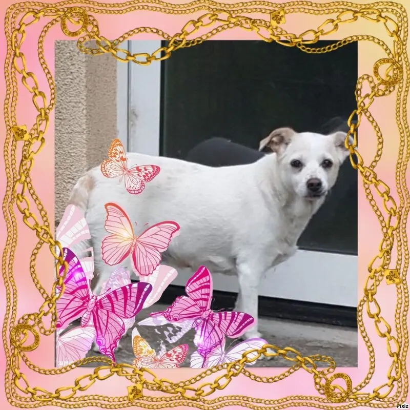 Andachtsbild von Frauchen und Herrchen in Liebe❤️