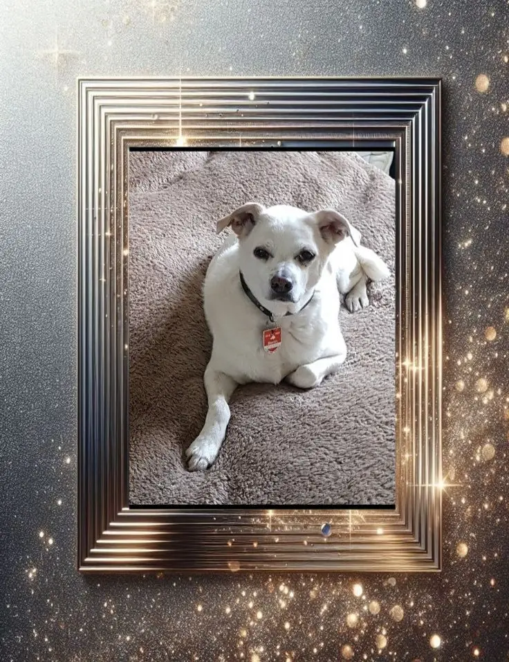 Andachtsbild von für unsere liebe Cassy zum 4. Jahresgedenktag❤️