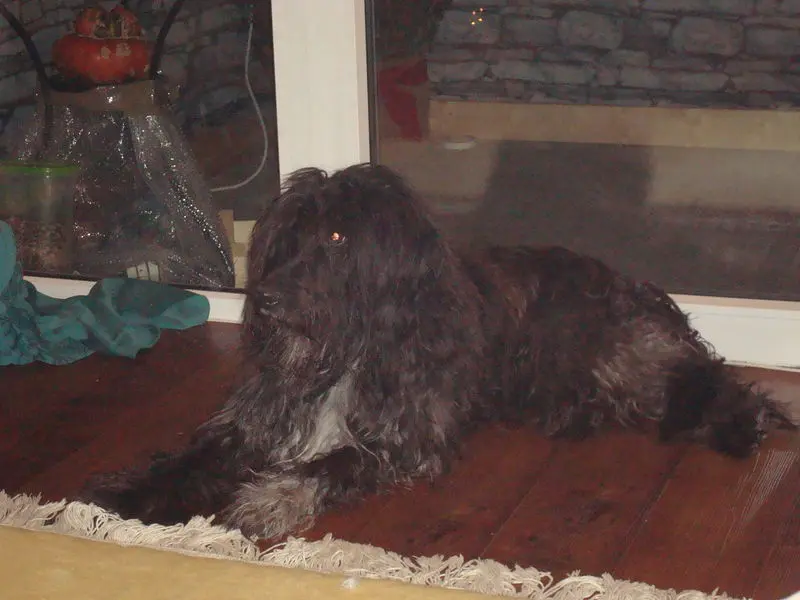 Image from Balou