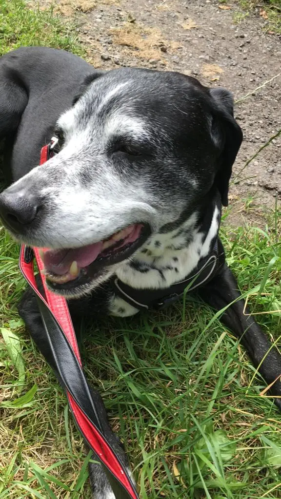 Andachtsbild von Maria