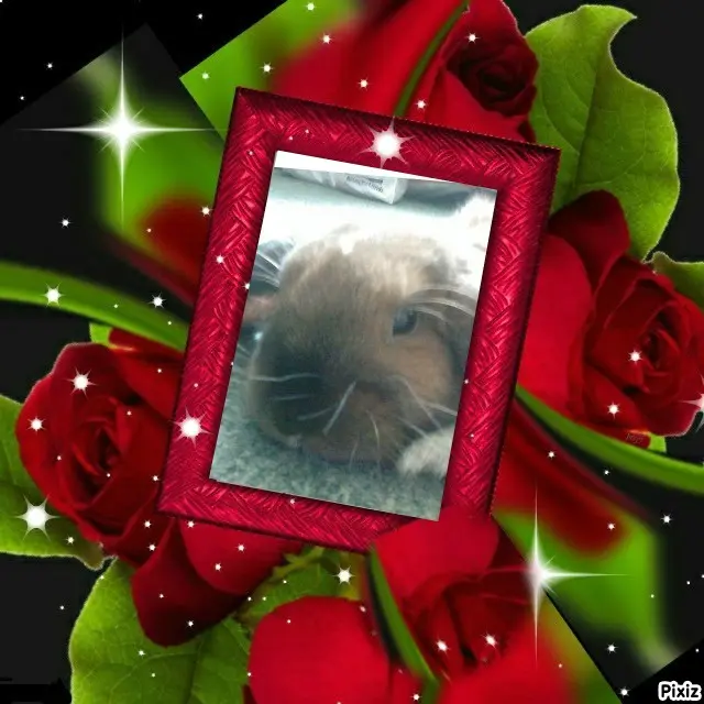 Condolence image of Tanja mit Timmy im Herzen