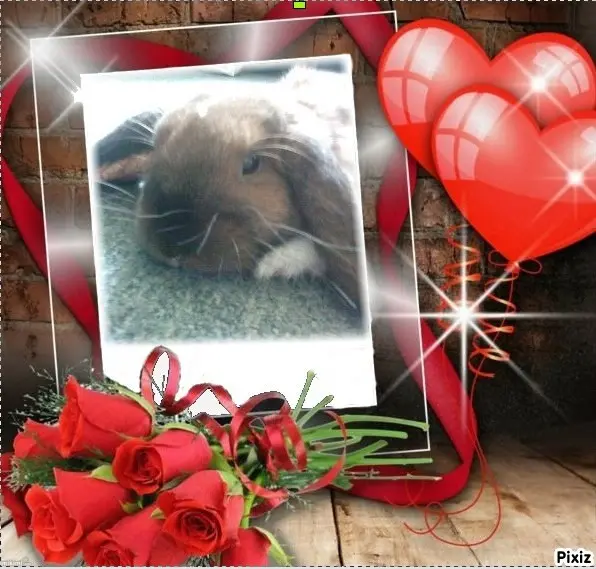 Condolence image of Patricia mit Bunny ❤️