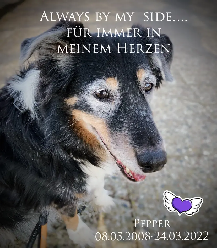 Image from Pepper