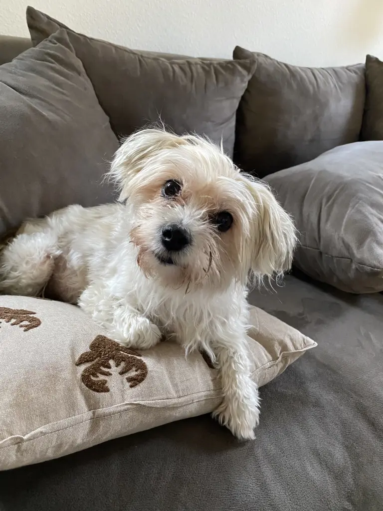 Image from Trixie