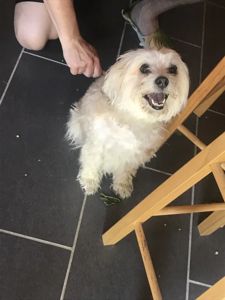 Image from Trixie