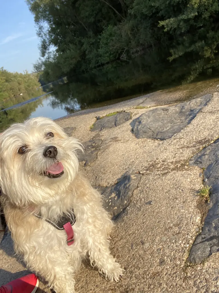 Image from Trixie