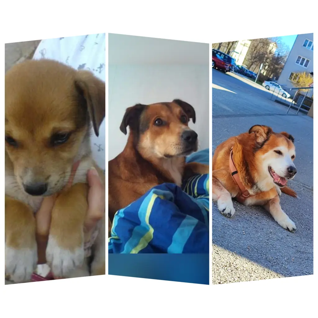 Image from Lucky