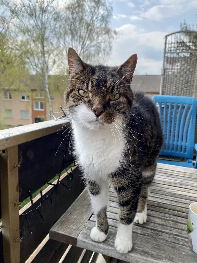 Image from Tiger