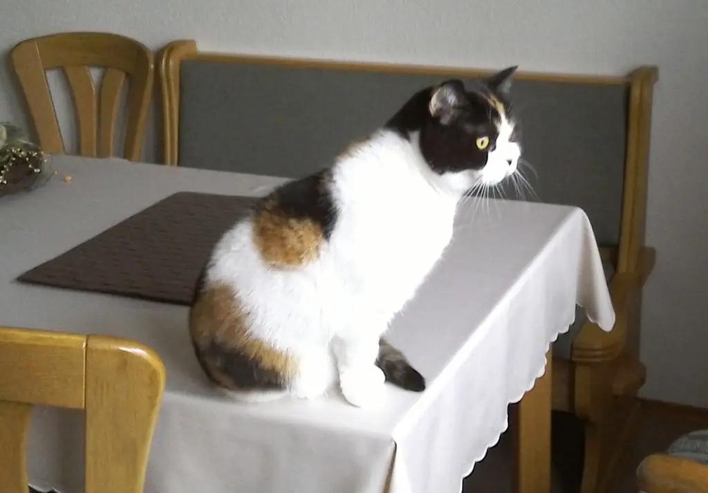 Condolence image of Elisabeth