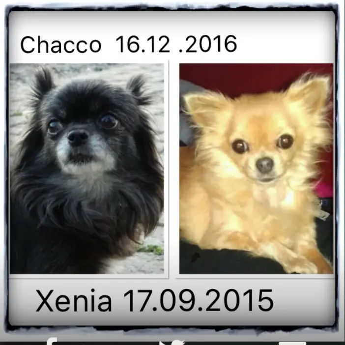 Image from Chacco
