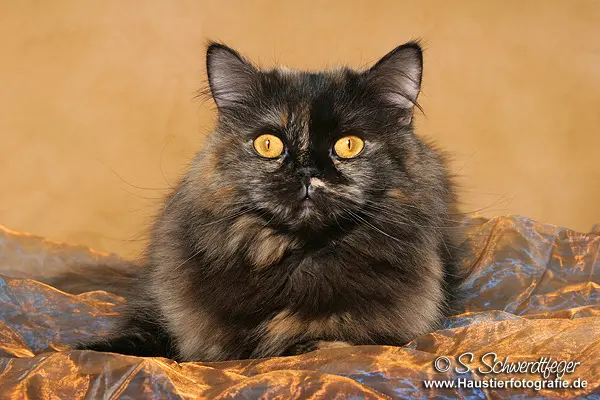 Image from Europa Champion Destiny-Joyce Princess of Brave