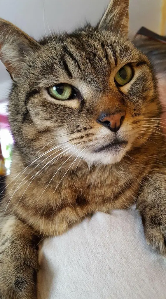 Image from Tiger