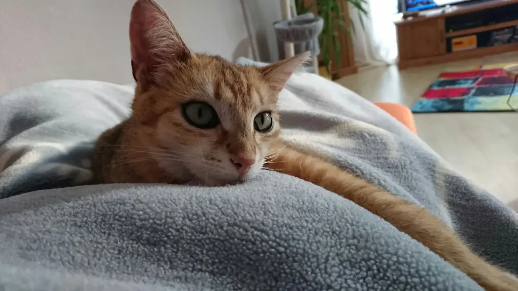 Image from Bär