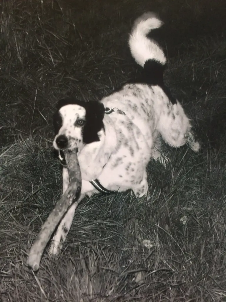 Image from Rider