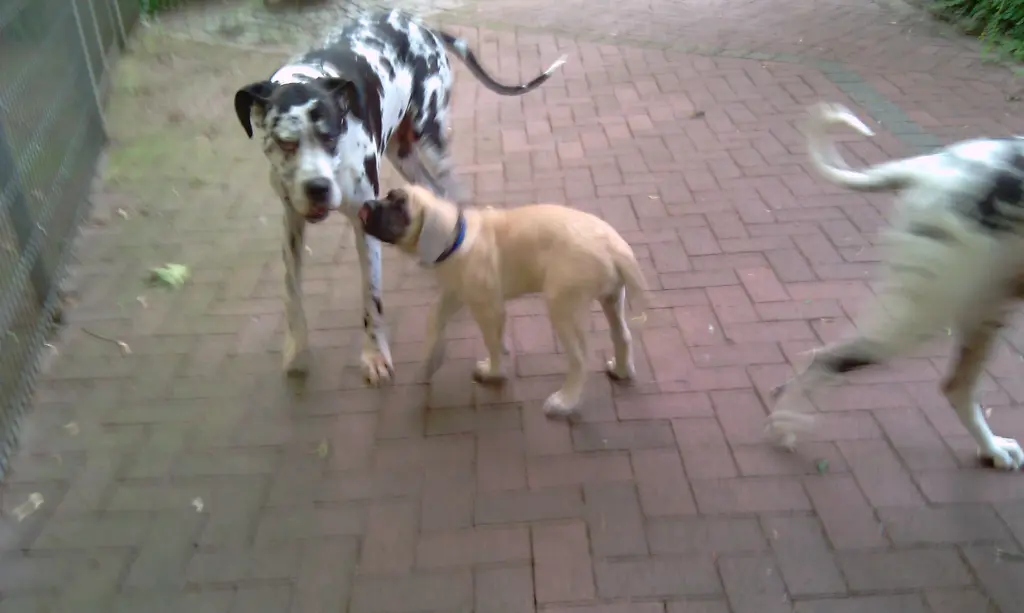 Condolence image of Daniela mit Sniper im Herzen