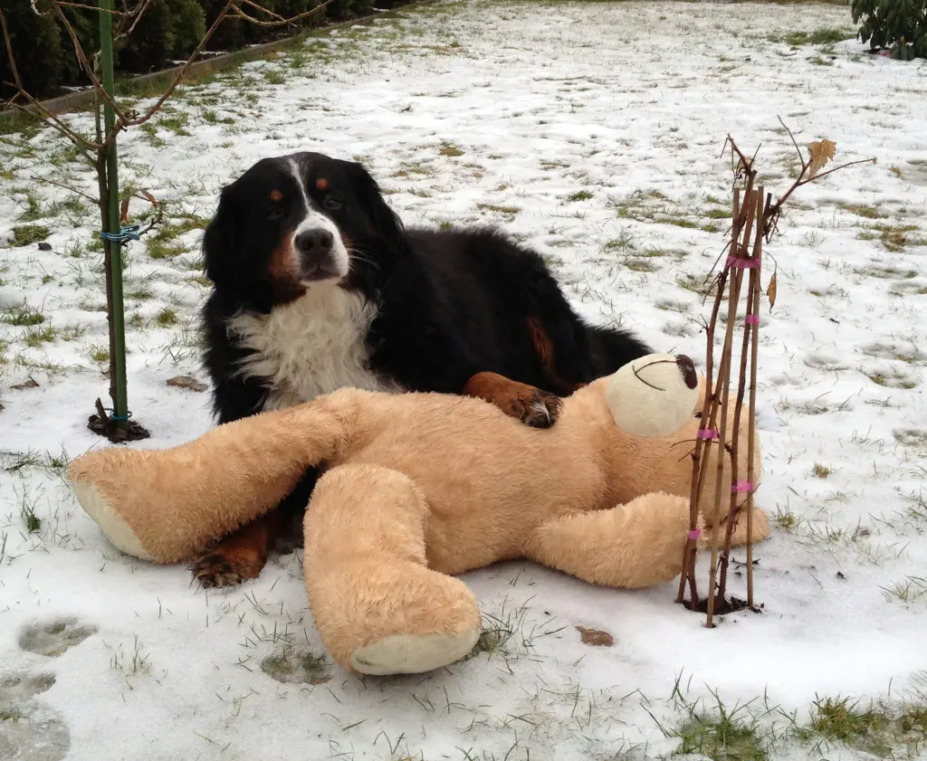 Condolence image of Dorin mit Mephisto im Herzen 
