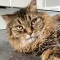 Condolence image of Ramona mit Rambo