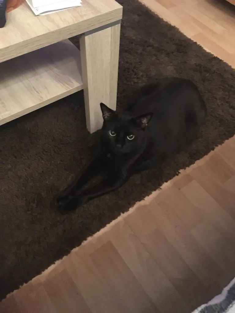 Image from Gismo