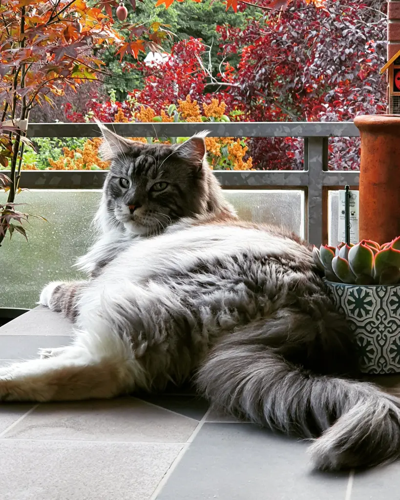 Image from Oscar