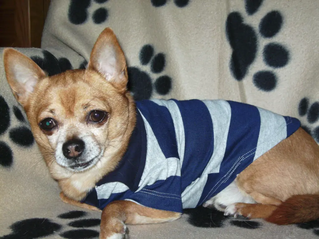 Condolence image of Irene mit Seelenhund * Jimmy * ganz tief im Herzen