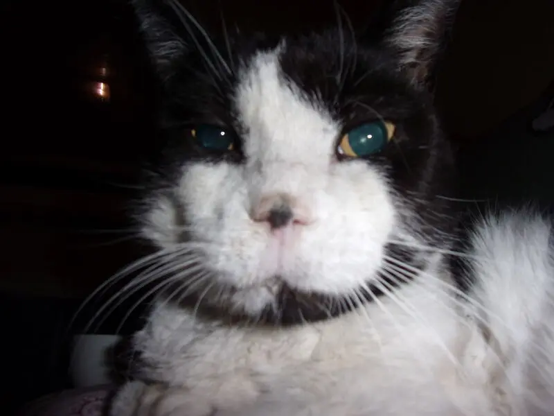 Condolence image of Irmi mit Mink ..mit Mio im Herzen