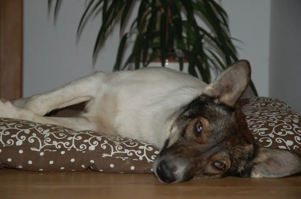 Image from Turbo