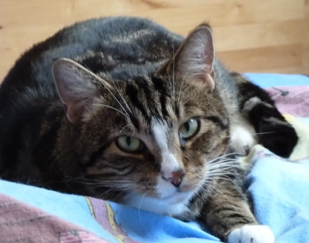 Image from Schnurrie